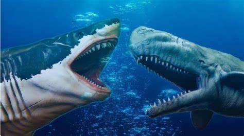 大白鲨和虎鲸，谁是海中霸主? - 知乎