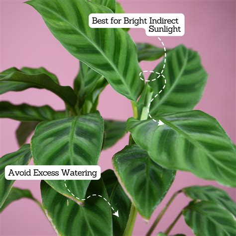 Calathea Zebrina / Zebra Plant - Live Plant (With 5 Inch Self-Watering ...