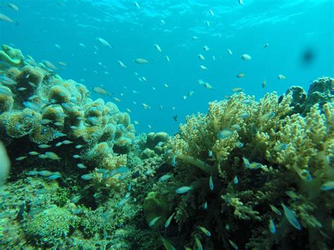 Protection of Ecosystem 的图像结果