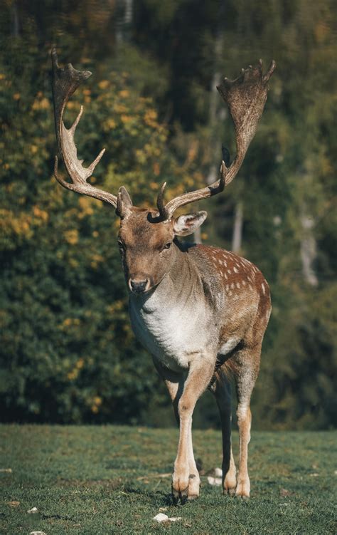 Whitetail Deer Images Photos, Download The BEST Free Whitetail Deer ...