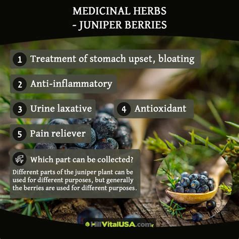 Discover the Powerful Benefits of Juniper Berries for Health and Wellness