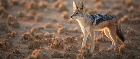 Jackal | African Wildlife Foundation