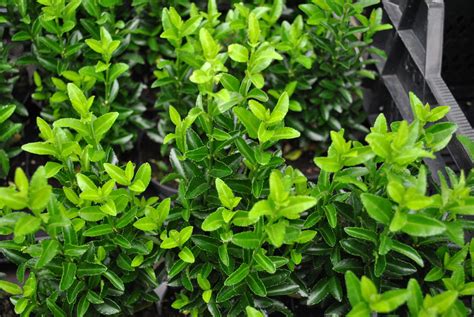 Euonymus japonicus 'Green Spire' - Zeelandplant