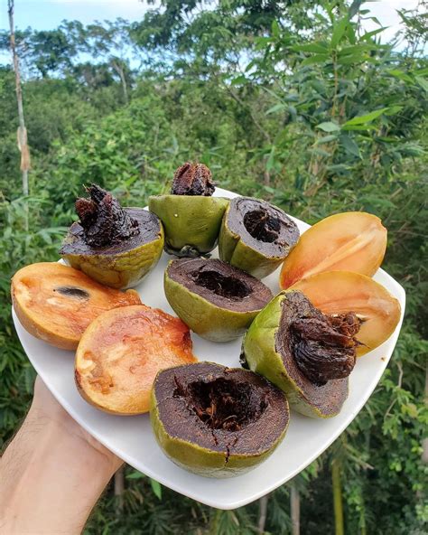 Black Sapote Fruit