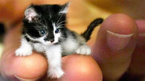 THE SMALLEST CATS In The World - Cat Empire