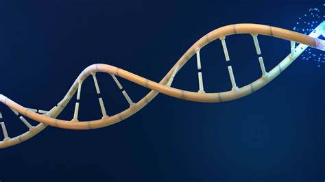 Animation DNA Replication Steps 的图像结果