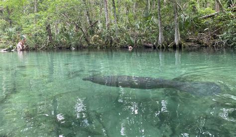 Weeki Wachee Springs Water Temperature Weeki Wachee Springs State Park