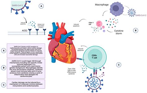 SARS-CoV-2 Related Myocarditis: What We Know So Far