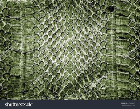 Leather Work Snake Skin 的图像结果