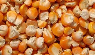 Image result for Field Corn Seed