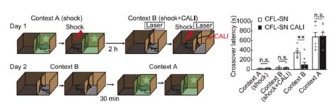 Нейронауки в Science и Nature. Выпуск 217: технологии стирания памяти ...