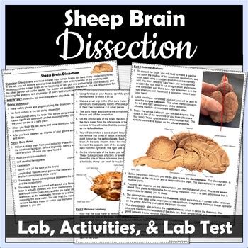 Image result for Sheep Science Lab