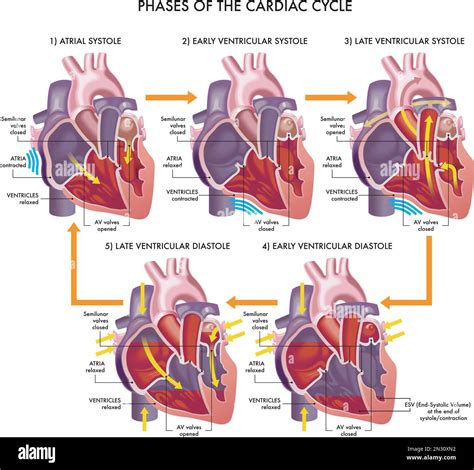 Phases Of Ventricular Diastole