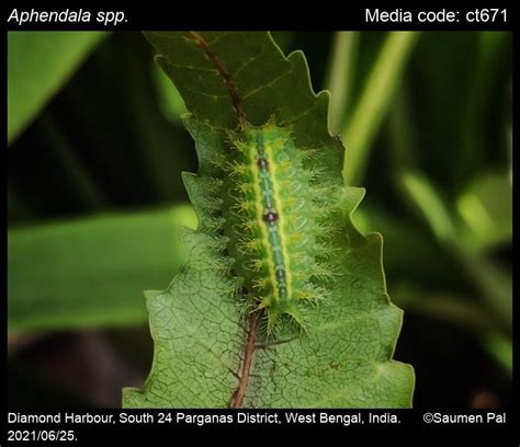 Aphendala spp. Walker, 1865 - | Moths