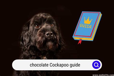 Chocolate Cockapoo Guide (With Photos!) - Oodle Life