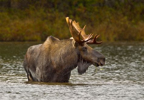 Maine Reports Worst Moose Hunt Success Rate in Recent History | Outdoor Life
