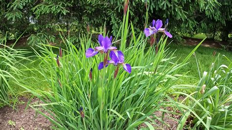 Lazy Gardener's Guide to Growing Siberian Iris - Planting 101