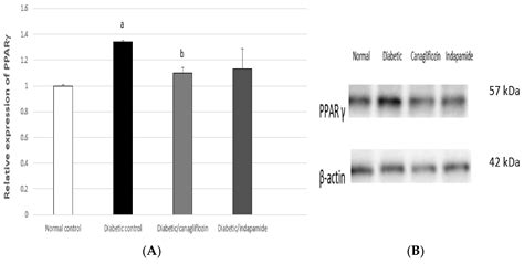 Indapamide Increases IRS1 Expression and Modifies Adiponectin/NLRP3 ...