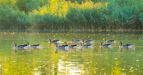 Etuaptmumk to Preserve Biodiversity | Economic and Political Weekly