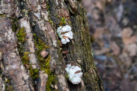 Image result for Tree Trunk White Rot