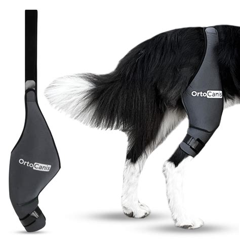 Buy OrtocanisDog Knee Brace for Torn Acl Hind Leg, Cruciate Ligament Injuries, Patella ...