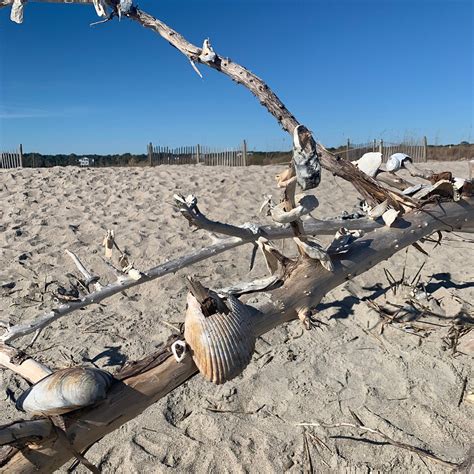 EDISTO BEACH STATE PARK CAMPGROUND (Edisto Island) - Campground Reviews ...