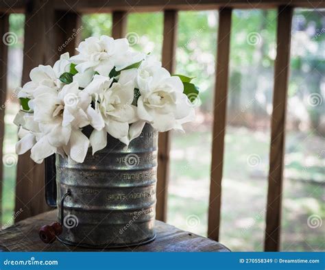 Fresh Cut Gardenias in an Old Flour Sifter Stock Image - Image of ...
