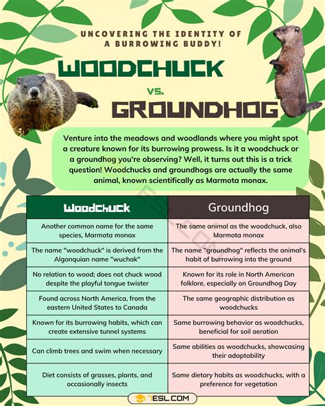 Woodchuck Vs Ground Hog