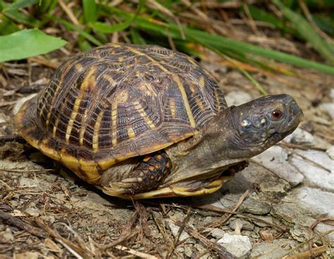 Image result for Biggest Box Turtle