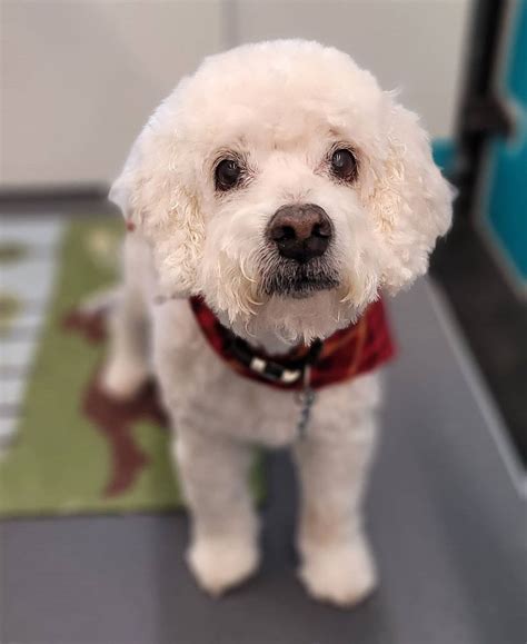 Image result for Cockapoo Colors