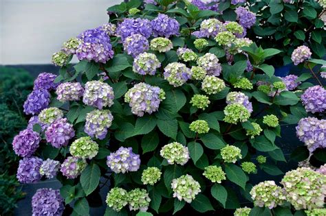 Bigleaf Hydrangea
