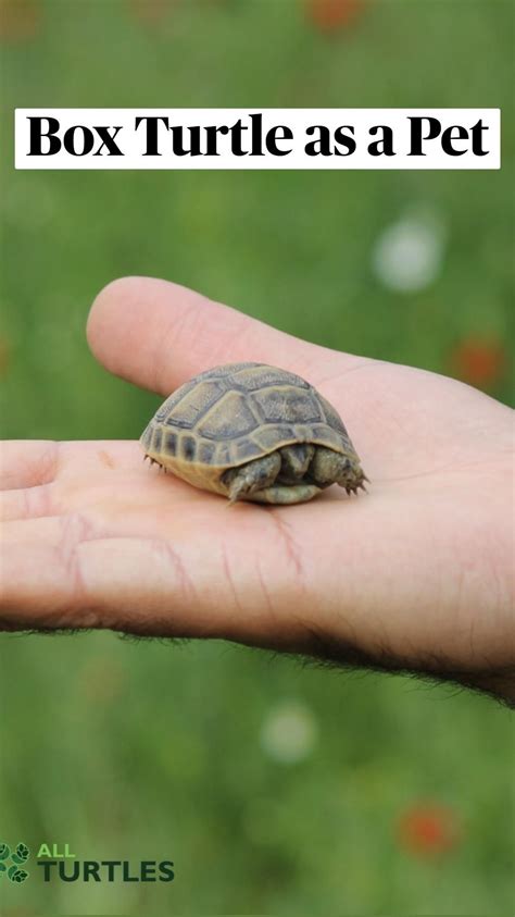 Image result for Different Types of Box Turtle