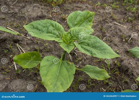 Young Sunflower Plant