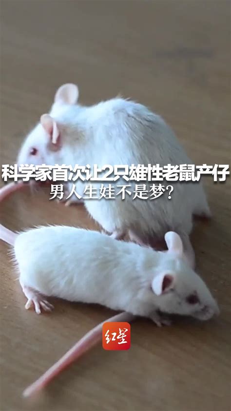 全球第一列中国科学家成功让公鼠怀孕并生下十个小老鼠-六六健康网