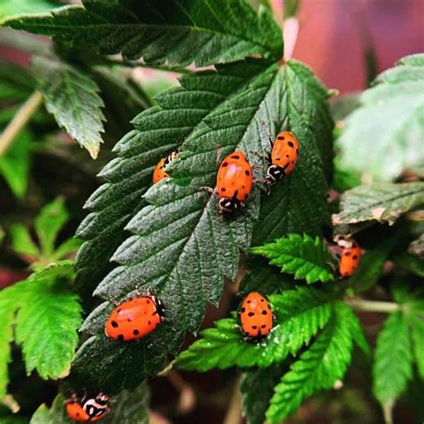 How To Attract Ladybugs? (5 Easy & Fast Ways)