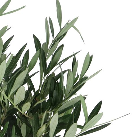 Olive Tree + Pot | +\/- 70 cm | ø 15 cm | Olea Europaea buy with fast ...
