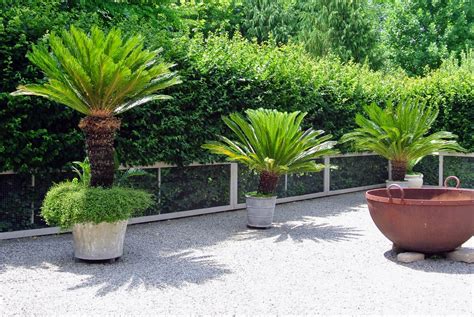 Sago Palm Landscaping Ideas Sago Palm Tree | Tropical Outdoor Or