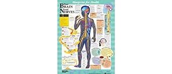 Buy Blueprint for Health Your Brain and Nerves Chart Book Online at Low ...