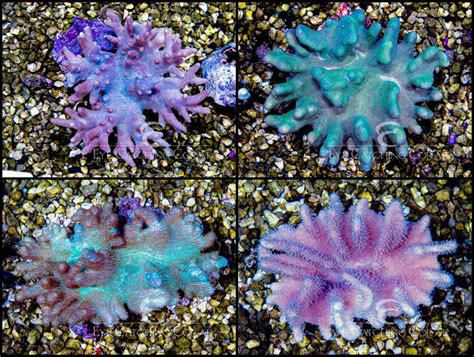 Search Results for 'Lobophytum' | Eye Catching Coral