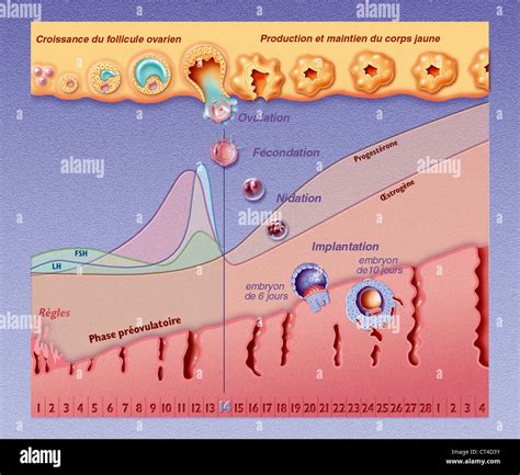 Menstrual Cycle Drawing High Resolution Stock Photography and Images ...