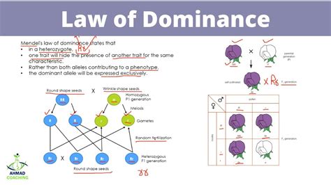 Image result for Dominance Explained