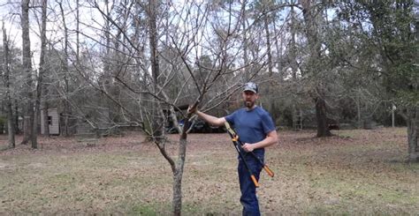 Image result for Plum Tree Pruning