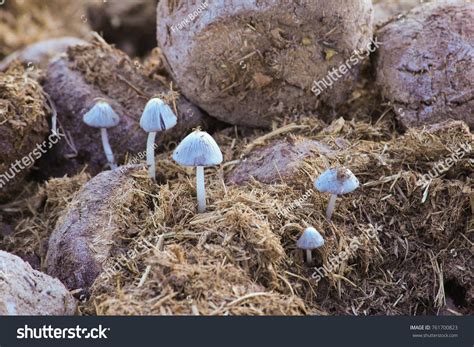 Elephant Dung Mushrooms Many White Mushrooms Grow From Asian Elephant