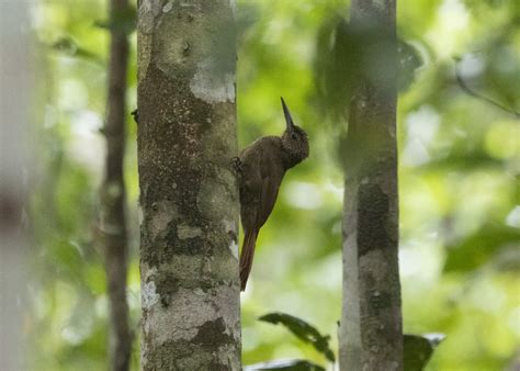 Ocellated Woodcreeper (Line-crowned) - eBird