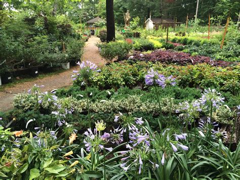 Sunshine Gardens Greenville Nc | Fasci Garden