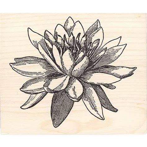 Beeswax Rubber Stamps Large Water Lily Rubber Stamp : Amazon.in: Toys ...