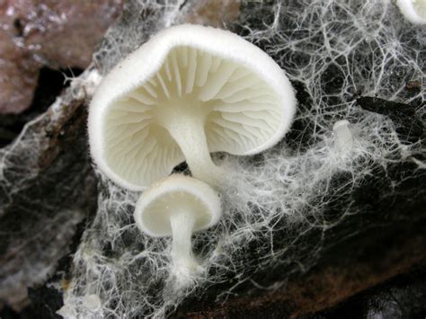 Australian fungi included on IUCN Red List of Threatened Species