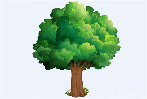 梦见大树是什么意思 梦见树代表什么 梦见大树是好事吗 | 星座物语网