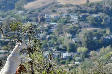 On 25th anniversary of Laguna Beach Fire officials say they are much ...