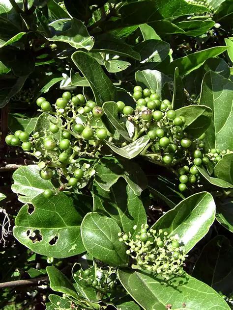 Premna serratifolia, Munja, Kozhichedi, Headache tree, മുഞ്ഞ ...